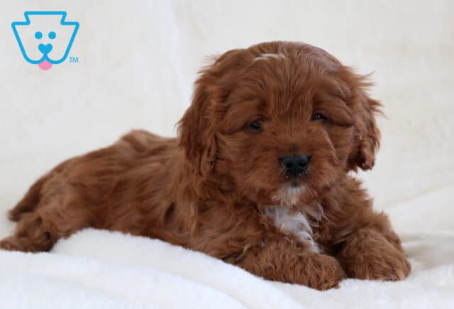 Scooby Doo Cavapoo2 image