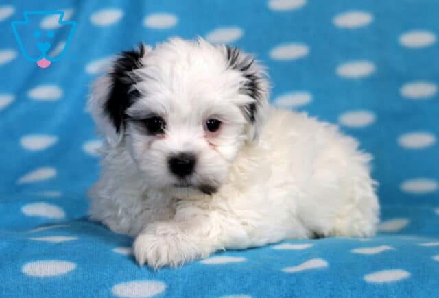 Shadow Havanese Mix image