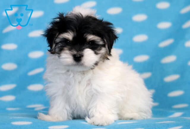 Sid Havanese Mix image