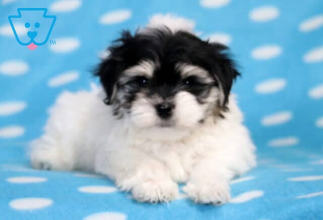Sid Havanese Mix2 image