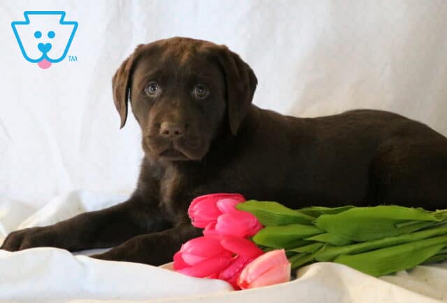 Simon Chocolate Lab image