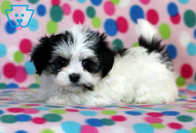 Sky Havanese Mix image
