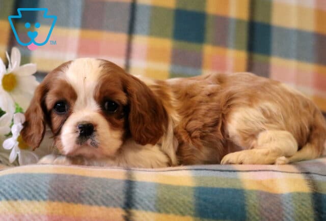 Skyler Cavalier image