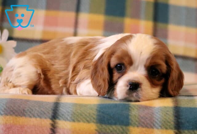 Skyler Cavalier2 image