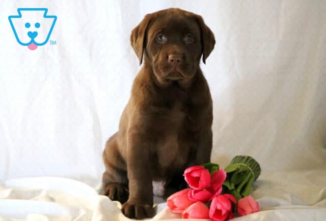 Sojo Chocolate Lab image