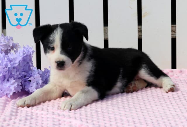 Sparkles Border Collie2 image