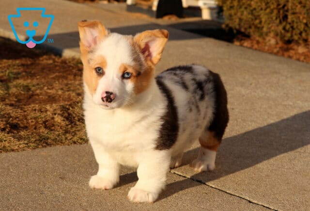 Sparky Corgi Retake image