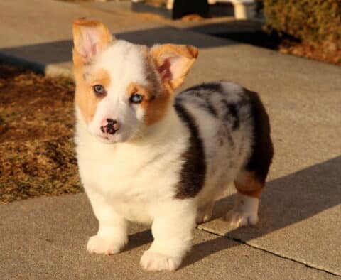 Sparky Corgi Retake2