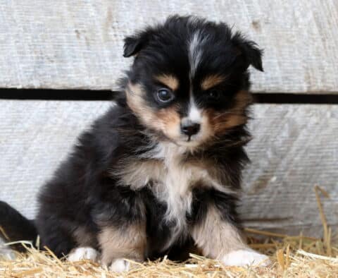 Splash Aussie Mix