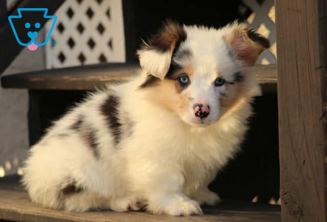 Spot Corgi image