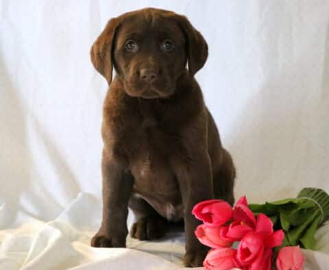 Stewy Chocolate Lab
