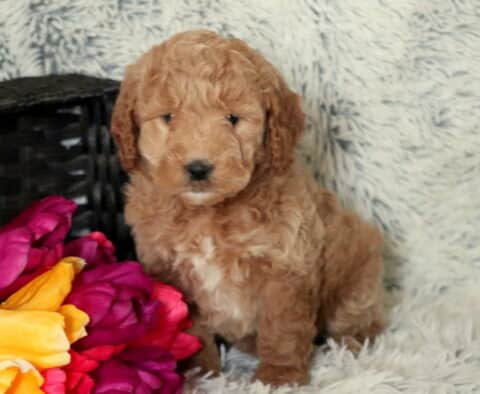 Stormi Mini Goldendoodle2