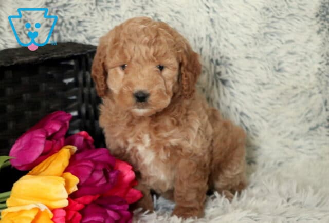 Stormi Mini Goldendoodle2 image