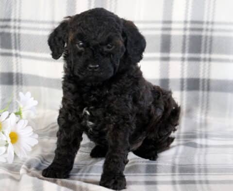 Teddy Mini Poodle2