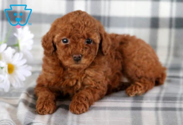 Tessa Toy Poodle image