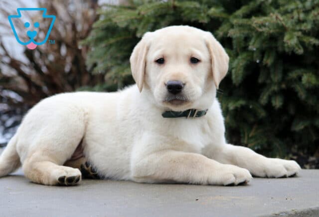 Theo Yellow Lab2 image