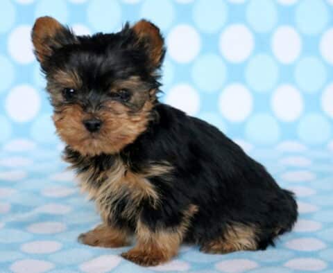 Tike Yorkie2