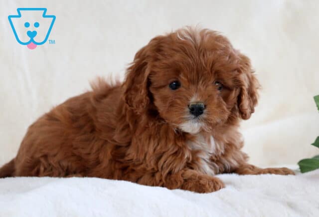 Tootsie Cavapoo2 image