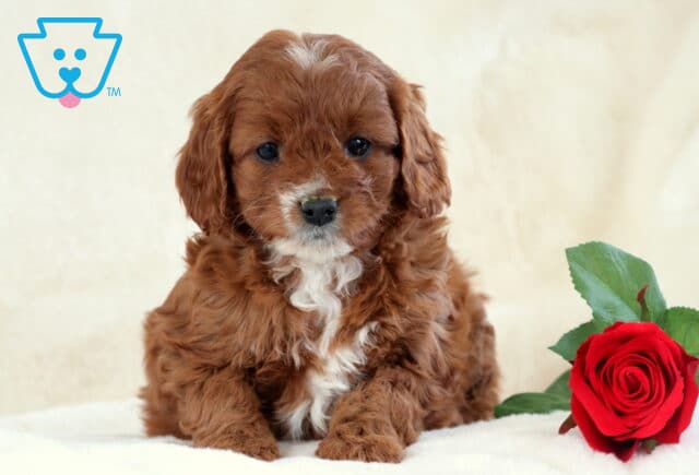 Tori Cavapoo image