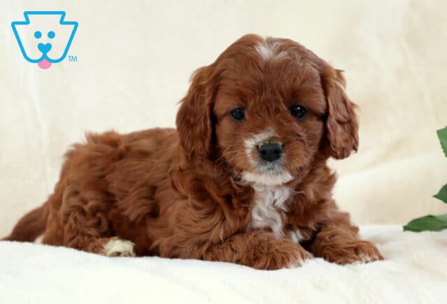 Tori Cavapoo2 image