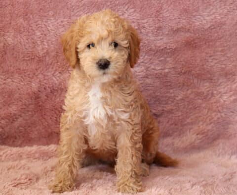 Trixi Mini Goldendoodle