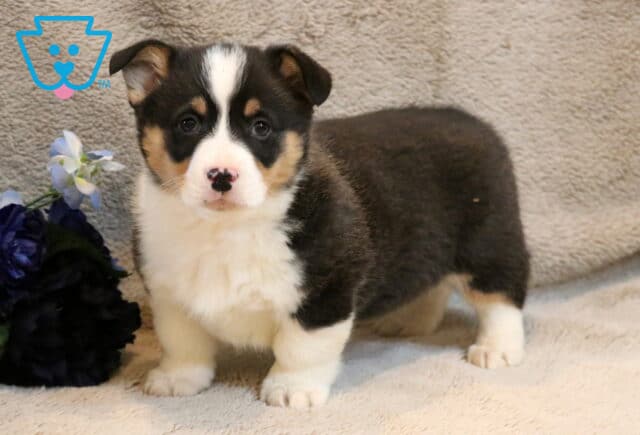 Tucker Corgi2 image