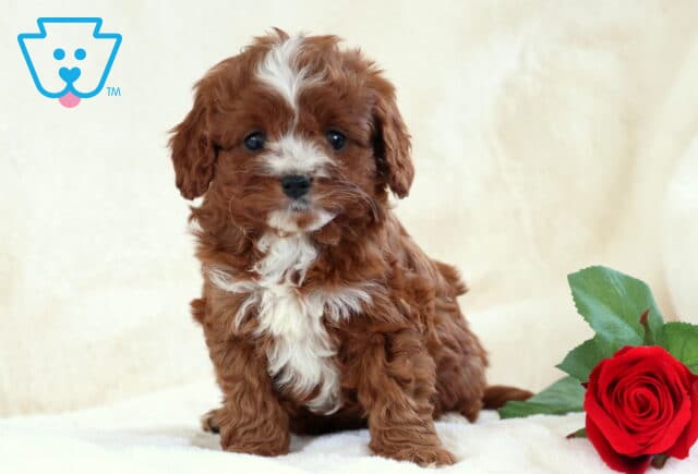 Turbo Cavapoo image