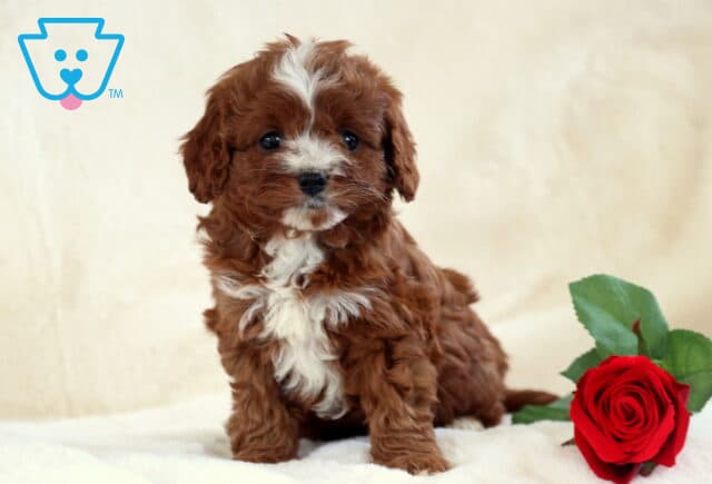Turbo Cavapoo2 image