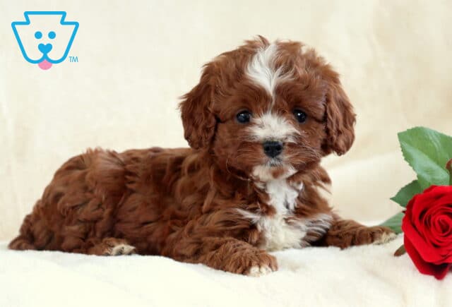 Turbo Cavapoo3 image