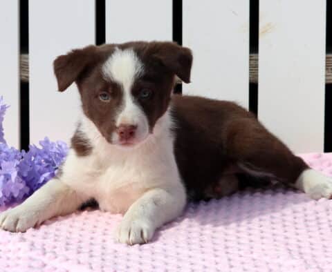 Usha Border Collie2