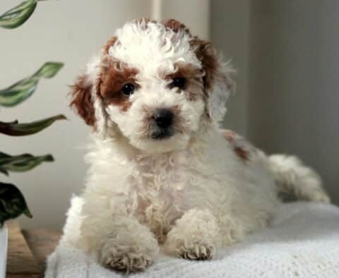 Wanita Mini Poodle3