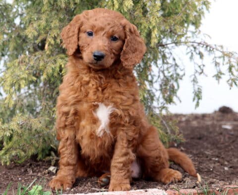 Ashley Goldendoodle