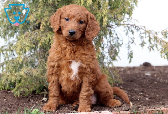 Ashley Goldendoodle image