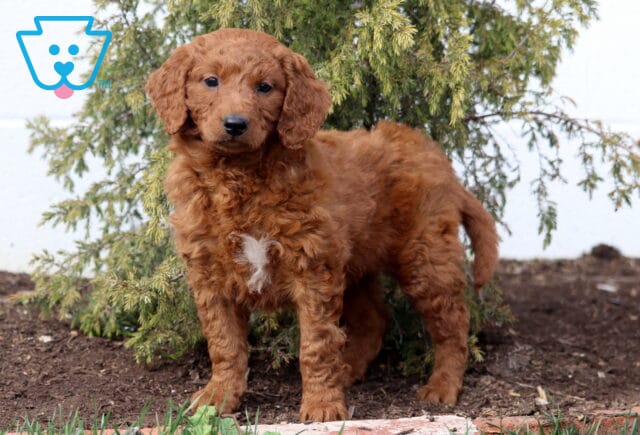 Ashley Goldendoodle2 image