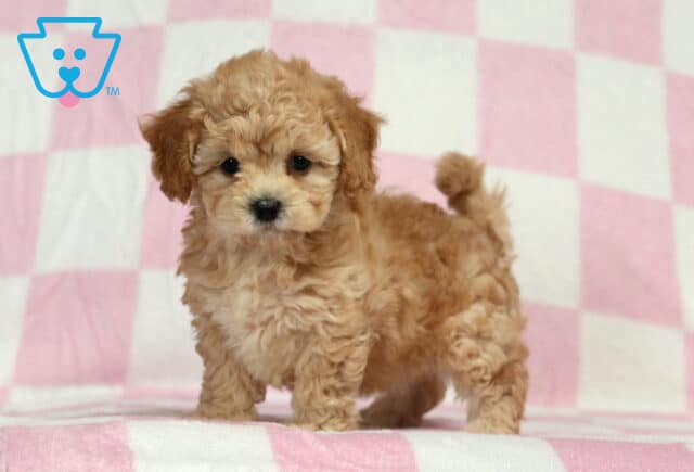 Baby Doll Bichpoo image