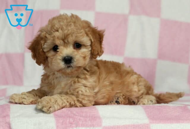 Baby Doll Bichpoo2 image