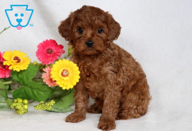 Babycakes Cavapoo image