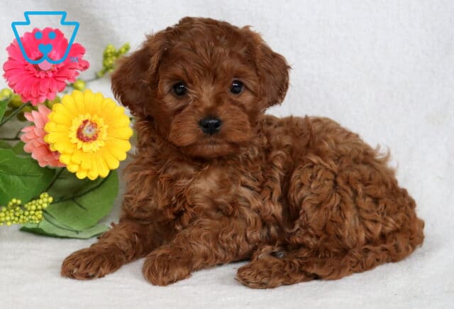 Babycakes Cavapoo2 image