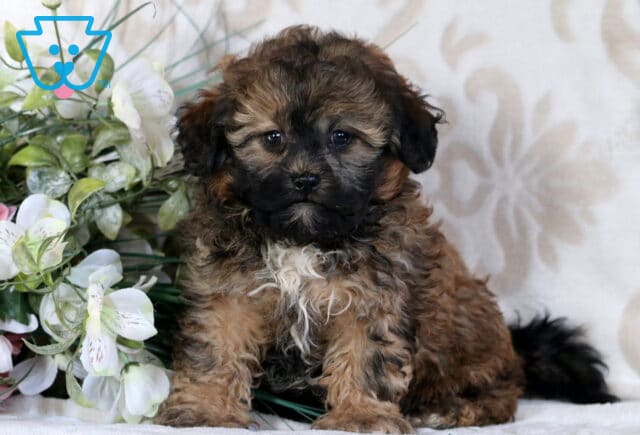 Bandit Shihpoo image