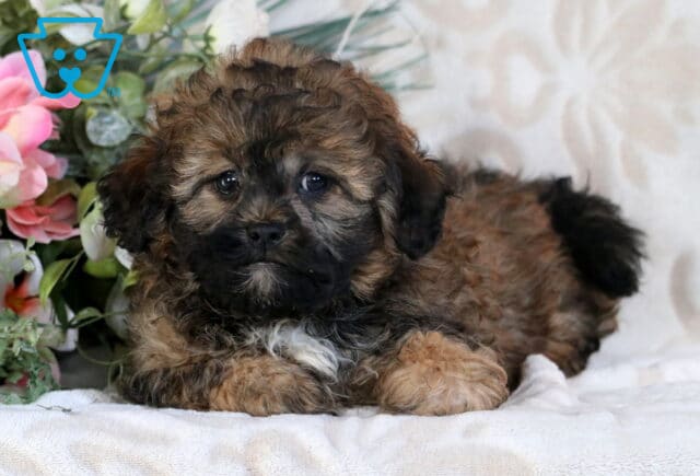 Bandit Shihpoo2 image