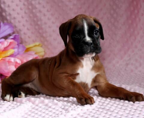 Bella Boxer