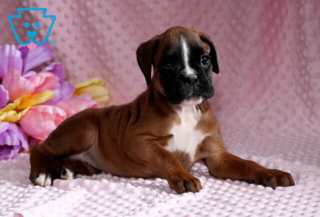 Bella Boxer image