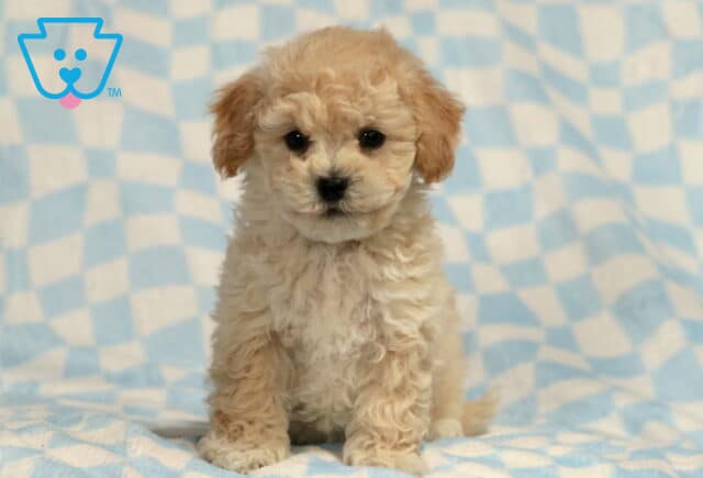 Biscuit Bichpoo image