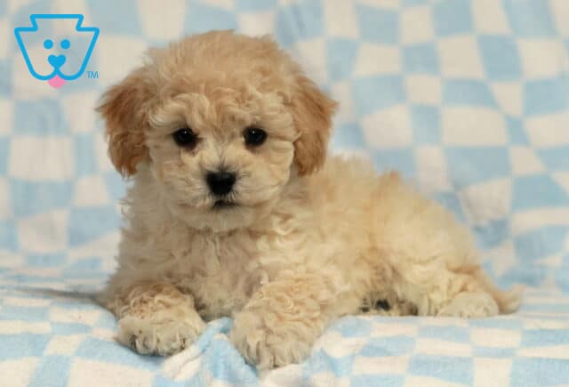 Biscuit Bichpoo2 image