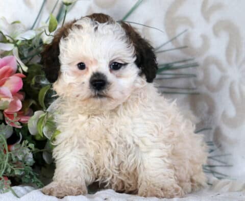 Boots Shihpoo