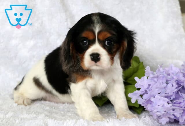 Calli Cavalier image