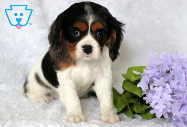 Calli Cavalier2 image