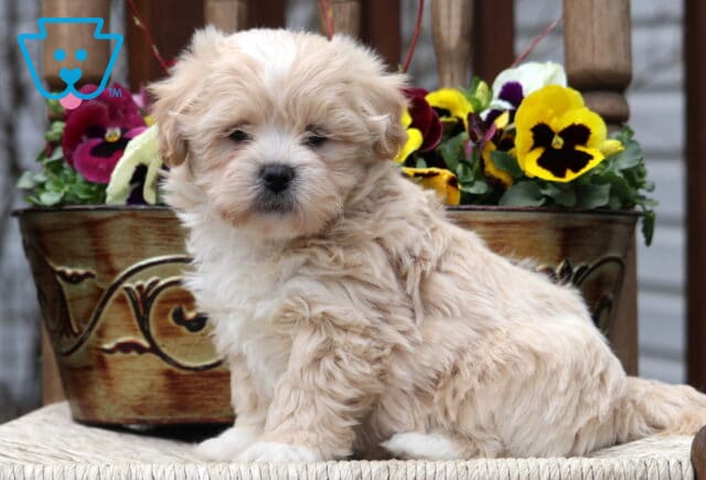 Cheerio Shichon image