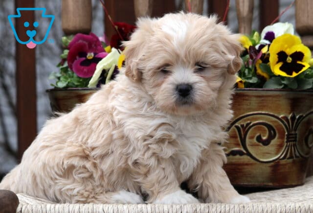 Cheerio Shichon2 image