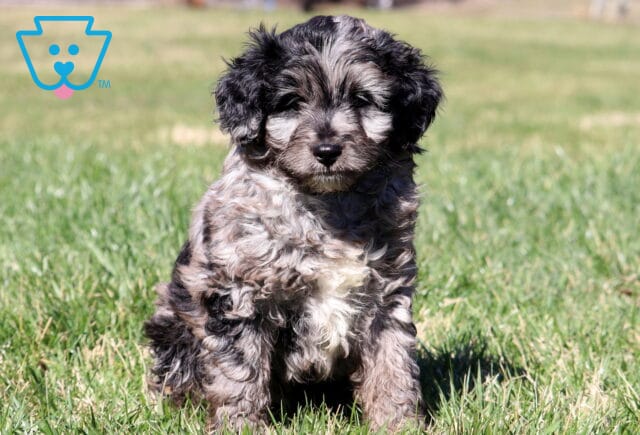 Chex Mini Aussiedoodle image
